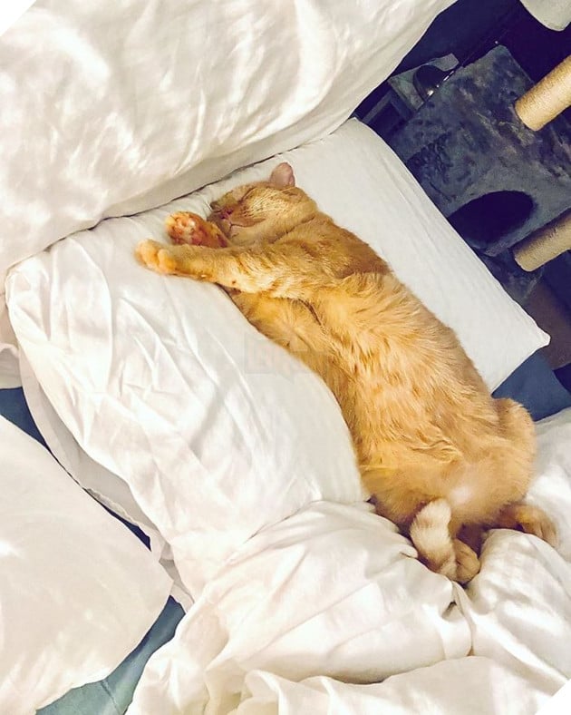 Bất chấp lời khuyên can, cô gái nhận nuôi chú mèo mặt buồn rười rượi và sự thay đổi ngoạn mục sau một năm khiến ai cũng trầm trồ 11