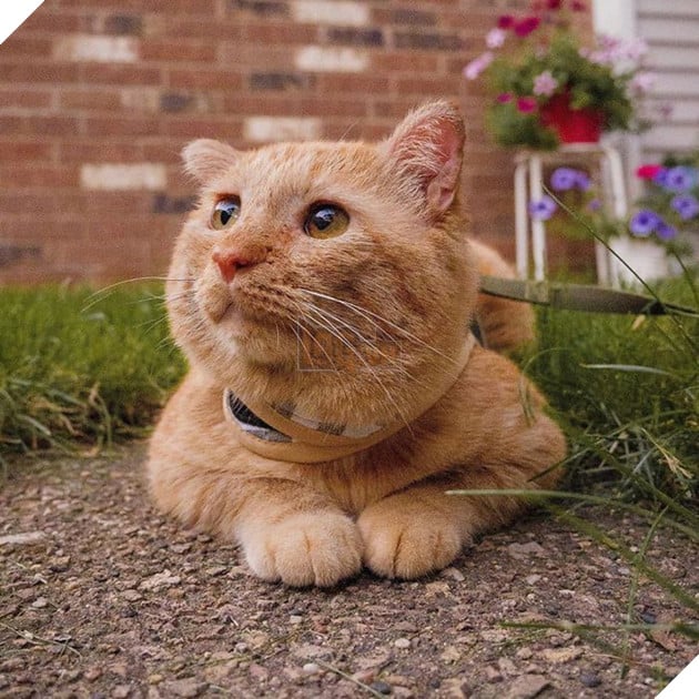 Bất chấp lời khuyên can, cô gái nhận nuôi chú mèo có khuôn mặt buồn rười rượi và sự thay đổi ngoạn mục sau một năm khiến ai cũng trầm trồ - Ảnh 7.