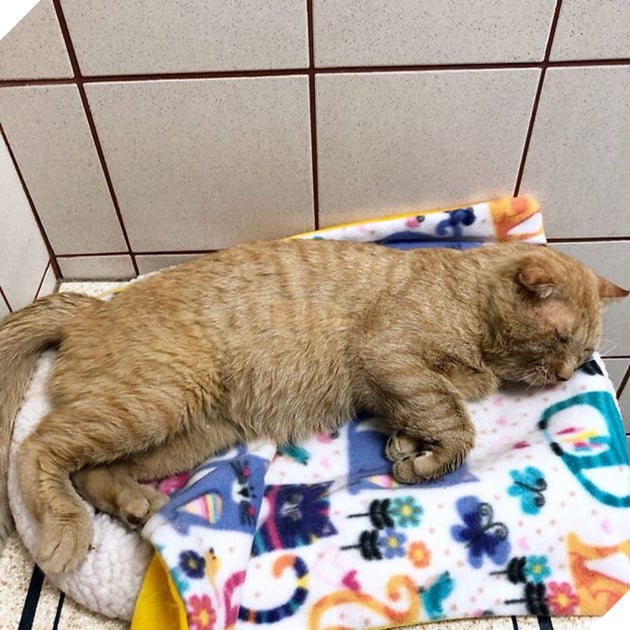 Bất chấp lời khuyên can, cô gái nhận nuôi chú mèo có khuôn mặt buồn rười rượi và sự thay đổi ngoạn mục sau một năm khiến ai cũng trầm trồ - Ảnh 5.