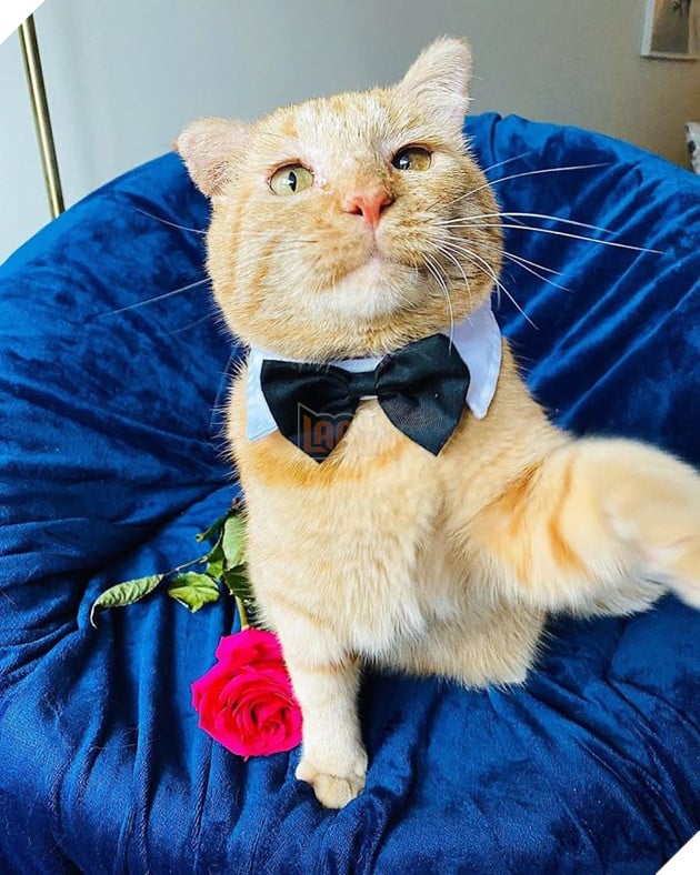 Bất chấp lời khuyên can, cô gái nhận nuôi chú mèo mặt buồn rười rượi và sự thay đổi ngoạn mục sau một năm khiến ai cũng trầm trồ 9