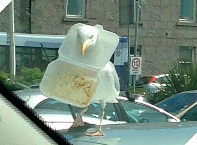 Loạt chó, mèo, chim, chuột vì quá đỗi ham ăn nên rơi vào bế tắc - Ảnh 5.