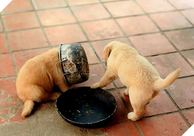 Loạt chó, mèo, chim, chuột vì quá đỗi ham ăn nên rơi vào bế tắc - Ảnh 14.