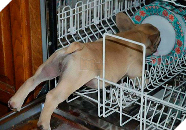 Loạt chó, mèo, chim, chuột vì quá đỗi ham ăn nên rơi vào bế tắc - Ảnh 16.