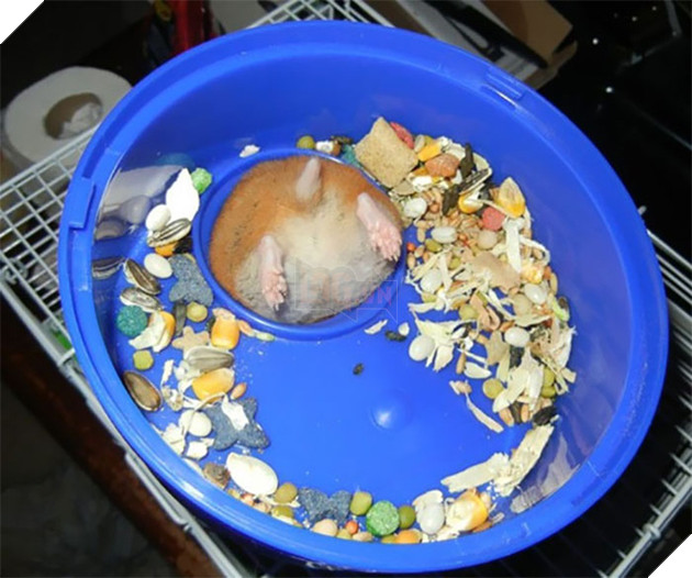 Loạt chó, mèo, chim, chuột vì quá đỗi ham ăn nên rơi vào bế tắc - Ảnh 1.