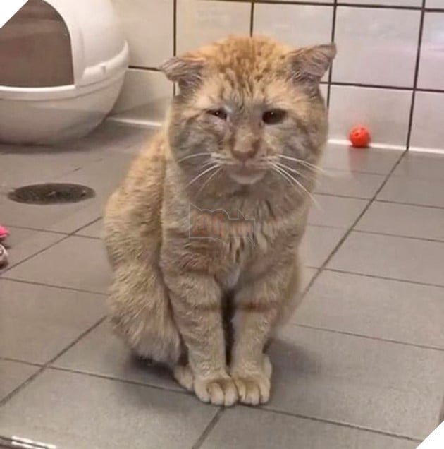 Bất chấp lời khuyên can, cô gái nhận nuôi chú mèo có khuôn mặt buồn rười rượi và sự thay đổi ngoạn mục sau một năm khiến ai cũng trầm trồ - Ảnh 6.