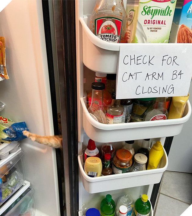 Sự ngây thơ khó đỡ của những kẻ 4 chân ăn vụng như chảo chớp - Ảnh 7.