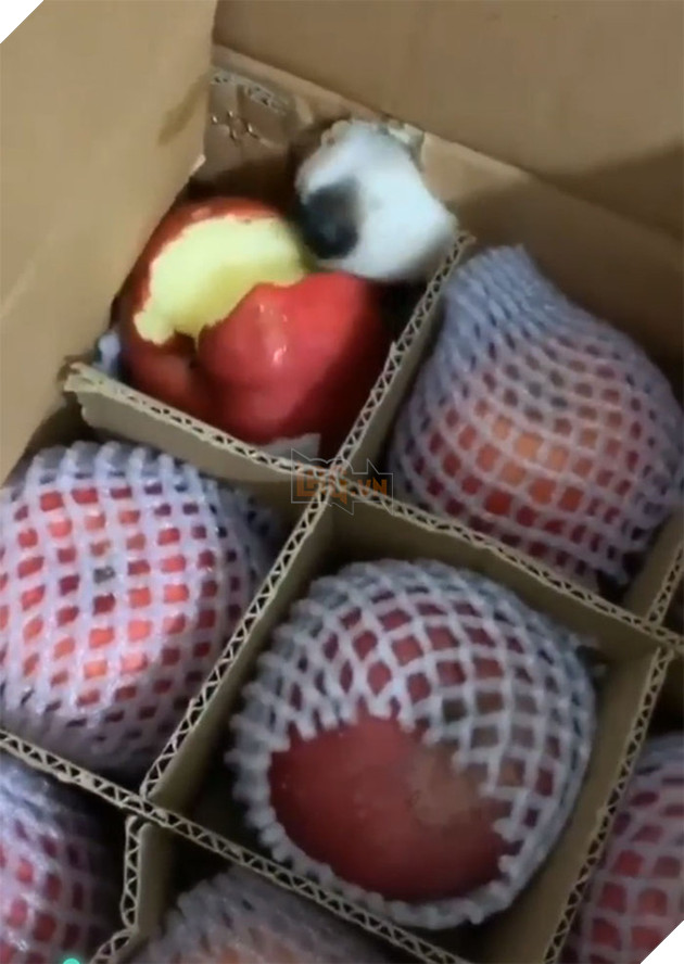 Sự ngây thơ khó đỡ của những kẻ 4 chân ăn vụng như chảo chớp - Ảnh 9.