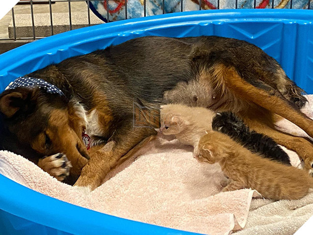 Chó mẹ cắn toạc tấm nệm tìm con đã chết, sự xuất hiện của 4 chú mèo đã viết nên cổ tích - Ảnh 1.