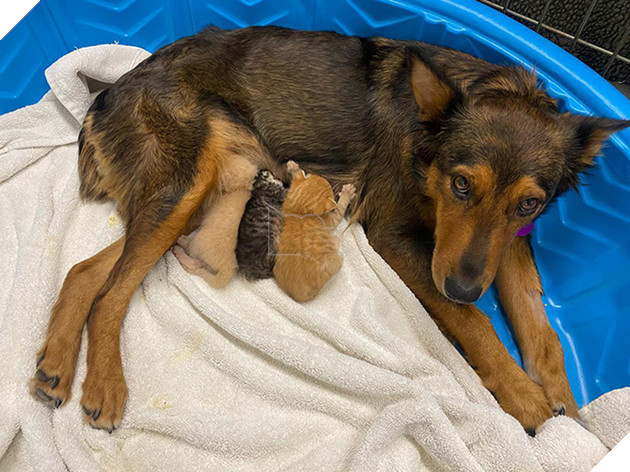 Chó mẹ cắn toạc tấm nệm tìm con đã chết, sự xuất hiện của 4 chú mèo đã viết nên cổ tích - Ảnh 2.