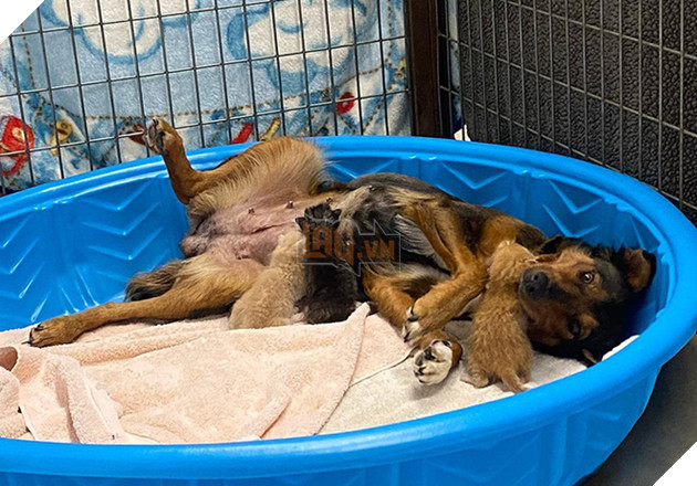 Chó mẹ cắn toạc tấm nệm tìm con đã chết, sự xuất hiện của 4 chú mèo đã viết nên cổ tích - Ảnh 5.