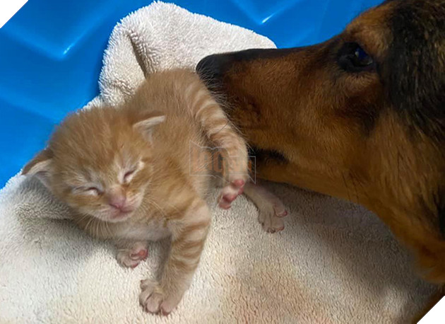 Chó mẹ cắn toạc tấm nệm tìm con đã chết, sự xuất hiện của 4 chú mèo đã viết nên cổ tích - Ảnh 6.