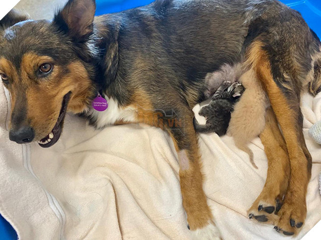 Chó mẹ cắn toạc tấm nệm tìm con đã chết, sự xuất hiện của 4 chú mèo đã viết nên cổ tích - Ảnh 7.