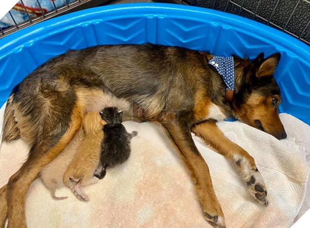 Chó mẹ cắn toạc tấm nệm tìm con đã chết, sự xuất hiện của 4 chú mèo đã viết nên cổ tích - Ảnh 8.