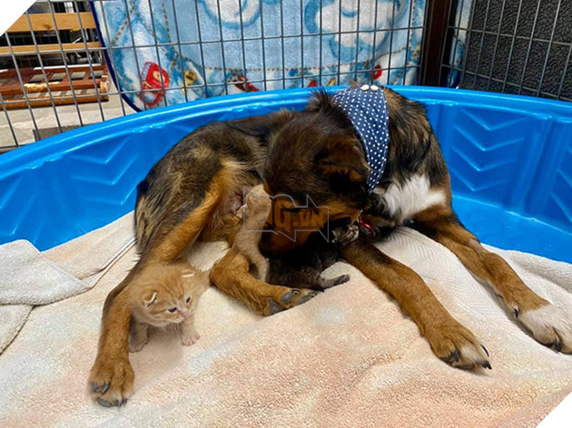 Chó mẹ cắn toạc tấm nệm tìm con đã chết, sự xuất hiện của 4 chú mèo đã viết nên cổ tích - Ảnh 10.