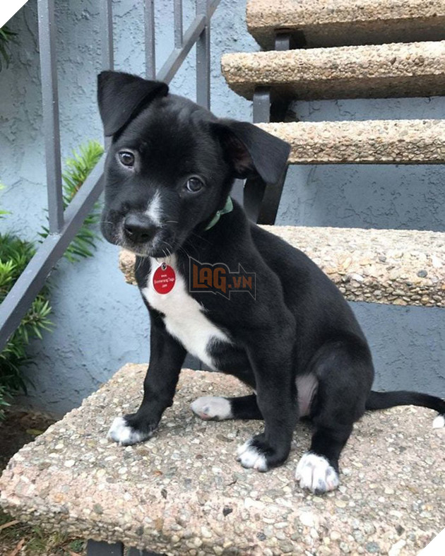 Pit bull cục sục là thế nhưng đem lai với 10 giống chó khác lại cho kết quả đẹp như mơ - Ảnh 5.