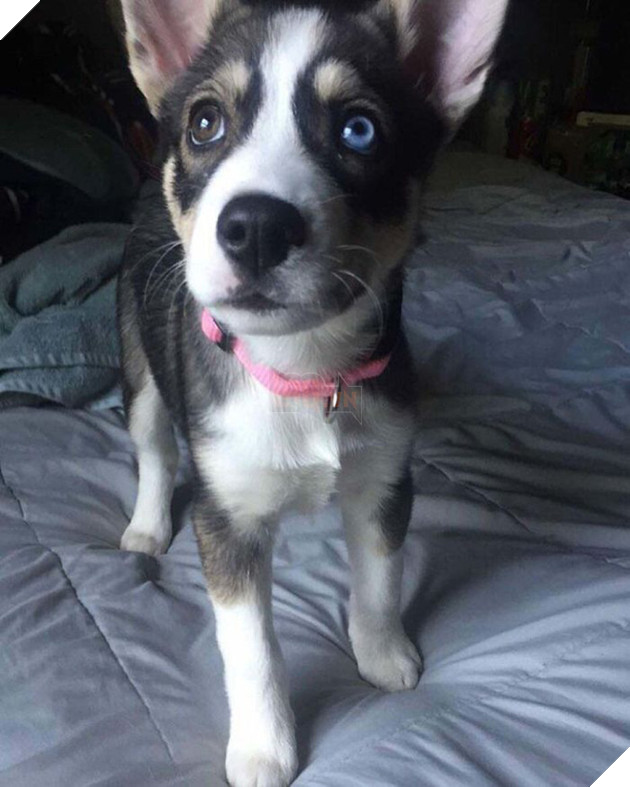 Pit bull cục sục là thế nhưng đem lai với 10 giống chó khác lại cho kết quả đẹp như mơ - Ảnh 7.