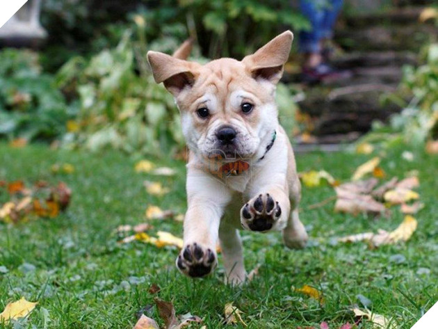 Pit bull cục sục là thế nhưng đem lai với 10 giống chó khác lại cho kết quả đẹp như mơ - Ảnh 16.