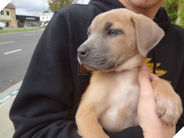 Pit bull cục sục là thế nhưng đem lai với 10 giống chó khác lại cho kết quả đẹp như mơ - Ảnh 14.