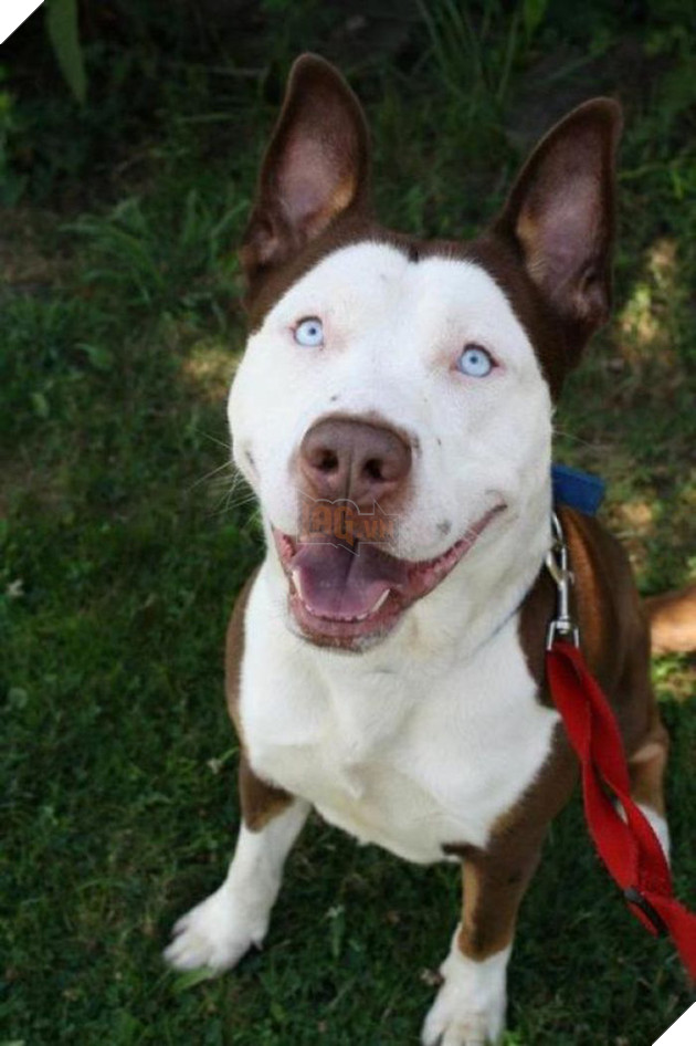 Pit bull cục sục là thế nhưng đem lai với 10 giống chó khác lại cho kết quả đẹp như mơ - Ảnh 8.