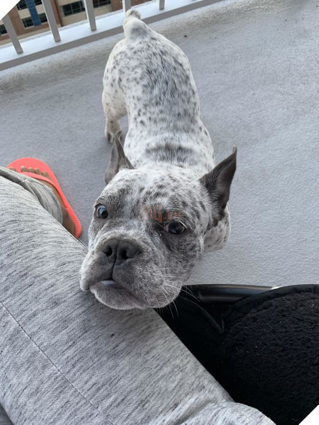 Pit bull cục sục là thế nhưng đem lai với 10 giống chó khác lại cho kết quả đẹp như mơ - Ảnh 18.