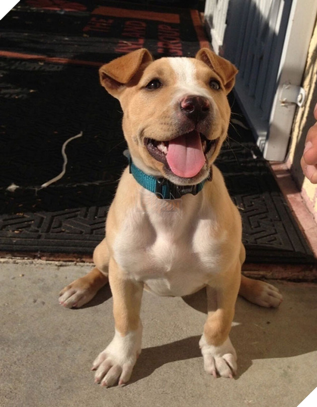 Pit bull cục sục là thế nhưng đem lai với 10 giống chó khác lại cho kết quả đẹp như mơ - Ảnh 10.