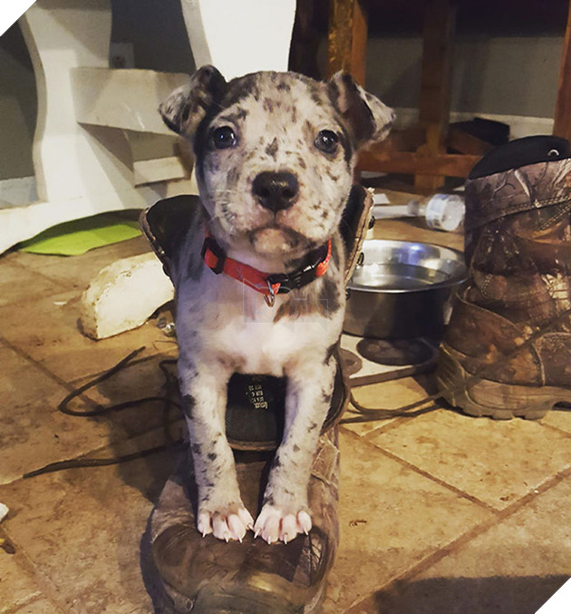 Pit bull cục sục là thế nhưng đem lai với 10 giống chó khác lại cho kết quả đẹp như mơ - Ảnh 20.