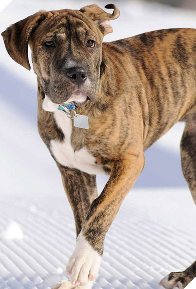 Pit bull cục sục là thế nhưng đem lai với 10 giống chó khác lại cho kết quả đẹp như mơ - Ảnh 12.