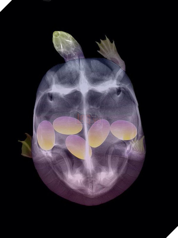 Cận cảnh hình chụp X-quang của một cô mèo đang mang thai và loạt ảnh động vật mang bầu khiến người xem rùng mình nhưng cũng thấy đẹp khó tả - Ảnh 1.