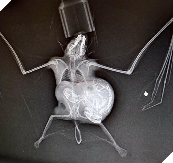 Cận cảnh hình chụp X-quang của một cô mèo đang mang thai và loạt ảnh động vật mang bầu khiến người xem rùng mình nhưng cũng thấy đẹp khó tả - Ảnh 10.