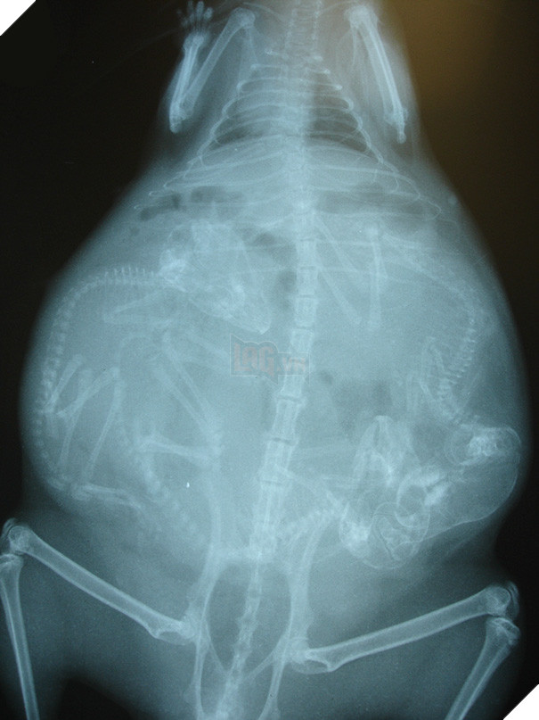 Cận cảnh hình chụp X-quang của một cô mèo đang mang thai và loạt ảnh động vật mang bầu khiến người xem rùng mình nhưng cũng thấy đẹp khó tả - Ảnh 12.