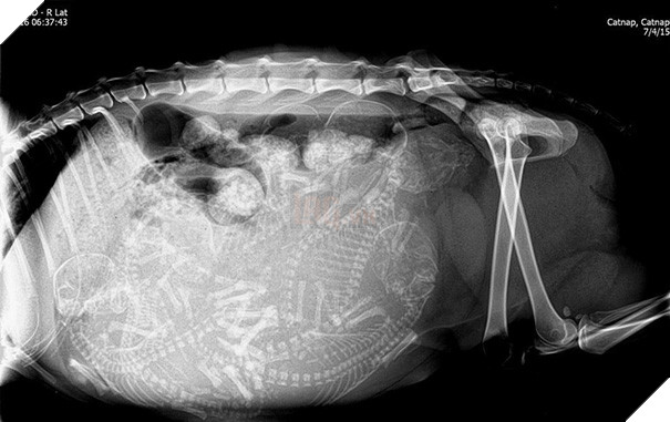 Cận cảnh hình chụp X-quang của một cô mèo đang mang thai và loạt ảnh động vật mang bầu khiến người xem rùng mình nhưng rồi thấy đẹp khó tả - Ảnh 7.