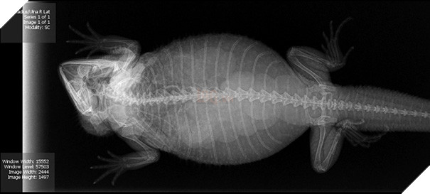 Cận cảnh hình chụp X-quang một cô mèo đang mang thai và loạt ảnh động vật mang bầu khiến người xem rùng mình nhưng rồi thấy đẹp khó tả 13