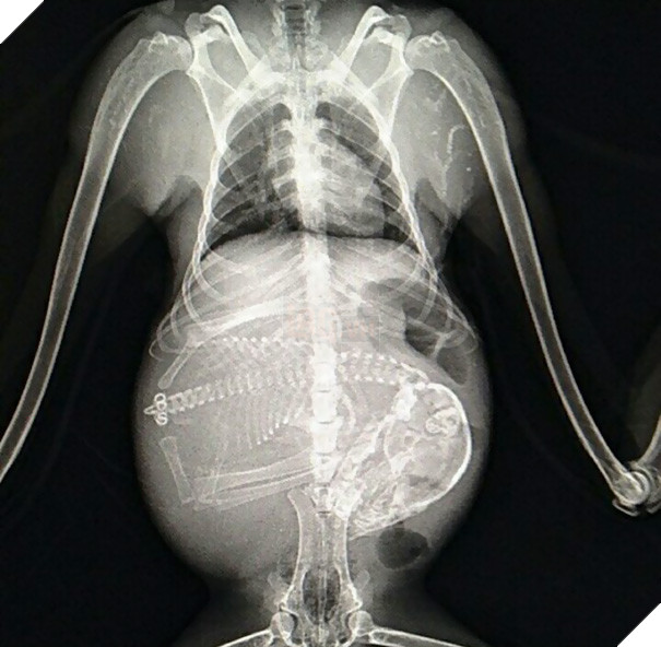 Cận cảnh hình chụp X-quang một cô mèo đang mang thai và loạt ảnh động vật mang bầu khiến người xem rùng mình nhưng rồi thấy đẹp khó tả 14