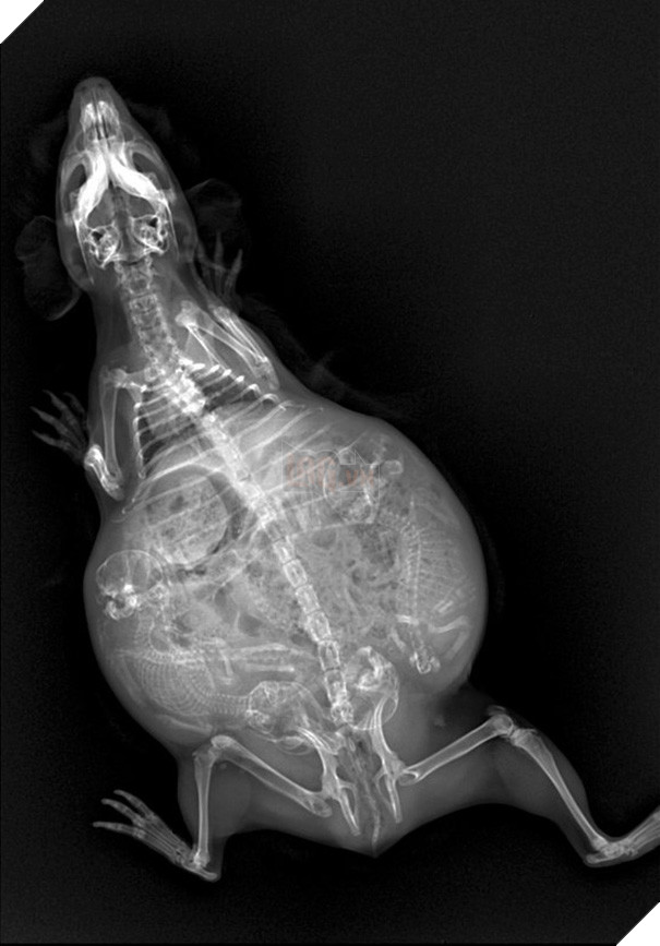 Cận cảnh hình chụp X-quang một cô mèo đang mang thai và loạt ảnh động vật mang bầu khiến người xem rùng mình nhưng rồi thấy đẹp khó tả 15