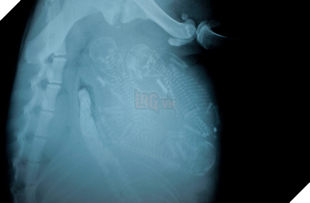 Cận cảnh hình chụp X-quang một cô mèo đang mang thai và loạt ảnh động vật mang bầu khiến người xem rùng mình nhưng rồi thấy đẹp khó tả 16