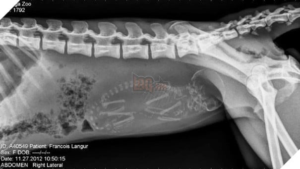 Cận cảnh hình chụp X-quang của một cô mèo đang mang thai và loạt ảnh động vật mang bầu khiến người xem rùng mình nhưng cũng thấy đẹp khó tả - Ảnh 2.