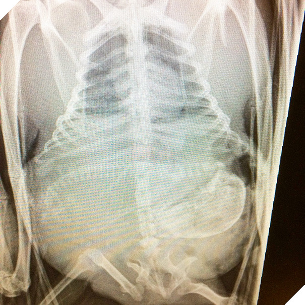 Cận cảnh hình chụp X-quang một cô mèo đang mang thai và loạt ảnh động vật mang bầu khiến người xem rùng mình nhưng rồi thấy đẹp khó tả 19