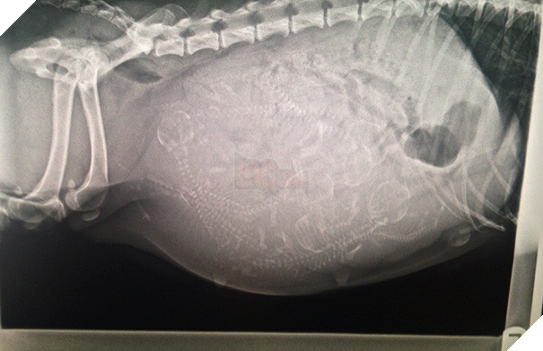 Cận cảnh hình chụp X-quang một cô mèo đang mang thai và loạt ảnh động vật mang bầu khiến người xem rùng mình nhưng rồi thấy đẹp khó tả 18