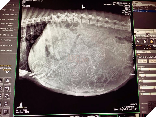 Cận cảnh hình chụp X-quang một cô mèo đang mang thai và loạt ảnh động vật mang bầu khiến người xem rùng mình nhưng rồi thấy đẹp khó tả 20