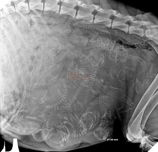 Cận cảnh hình chụp X-quang của một cô mèo đang mang thai và loạt ảnh động vật mang bầu khiến người xem rùng mình nhưng cũng thấy đẹp khó tả - Ảnh 3.