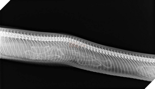 Cận cảnh hình chụp X-quang của một cô mèo đang mang thai và loạt ảnh động vật mang bầu khiến người xem rùng mình nhưng cũng thấy đẹp khó tả - Ảnh 4.