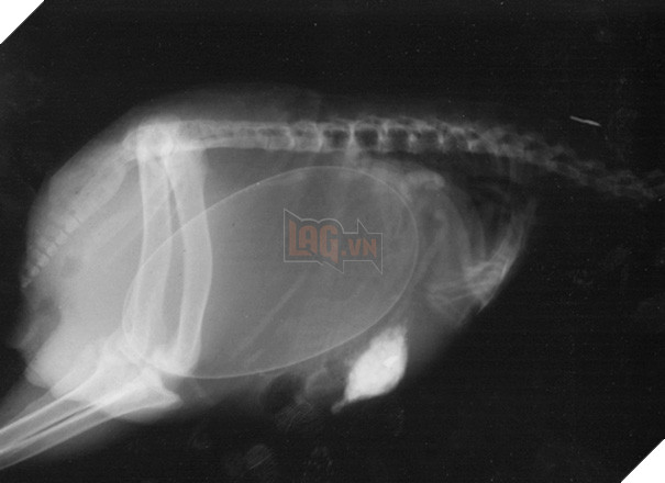 Cận cảnh hình chụp X-quang của một cô mèo đang mang thai và loạt ảnh động vật mang bầu khiến người xem rùng mình nhưng cũng thấy đẹp khó tả - Ảnh 5.