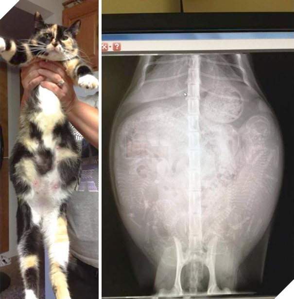 Cận cảnh hình chụp X-quang của một cô mèo đang mang thai và loạt ảnh động vật mang bầu khiến người xem rùng mình nhưng cũng thấy đẹp khó tả - Ảnh 6.