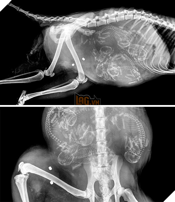 Cận cảnh hình chụp X-quang của một cô mèo đang mang thai và loạt ảnh động vật mang bầu khiến người xem rùng mình nhưng cũng thấy đẹp khó tả - Ảnh 9.