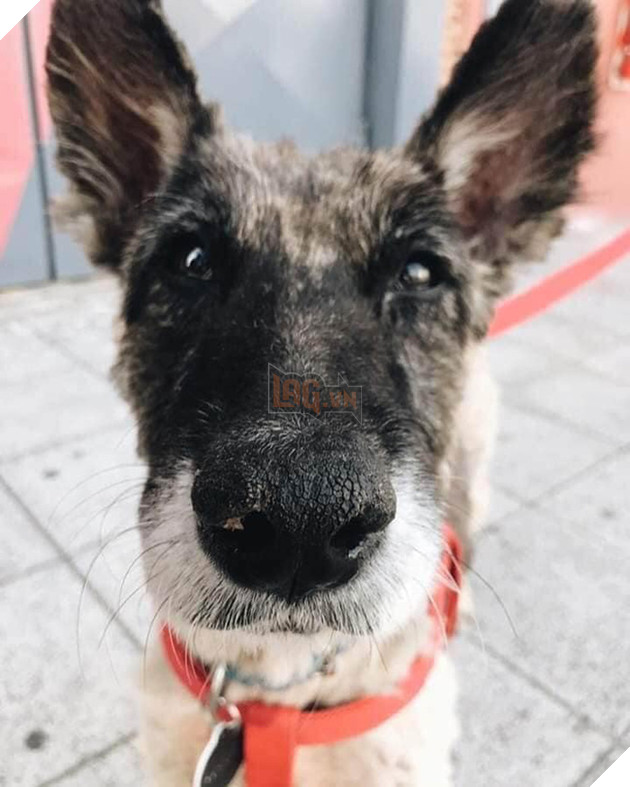 Thấy con chó toàn thân bị nhựa đường phủ kín, những người phụ nữ này đã mang về làm một việc không tưởng, nhìn bức ảnh cuối cùng ai cũng choáng - Ảnh 11.