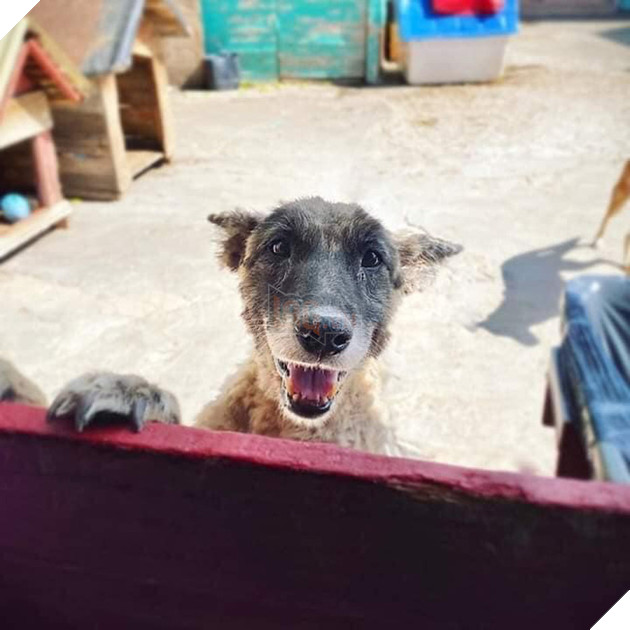 Thấy con chó toàn thân bị nhựa đường phủ kín, những người phụ nữ này đã mang về làm một việc không tưởng, nhìn bức ảnh cuối cùng ai cũng choáng - Ảnh 10.