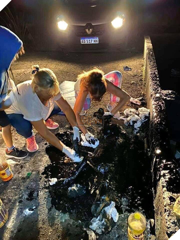Thấy con chó toàn thân bị nhựa đường phủ kín, những người phụ nữ này đã mang về làm một việc không tưởng, nhìn bức ảnh cuối cùng ai cũng choáng - Ảnh 3.