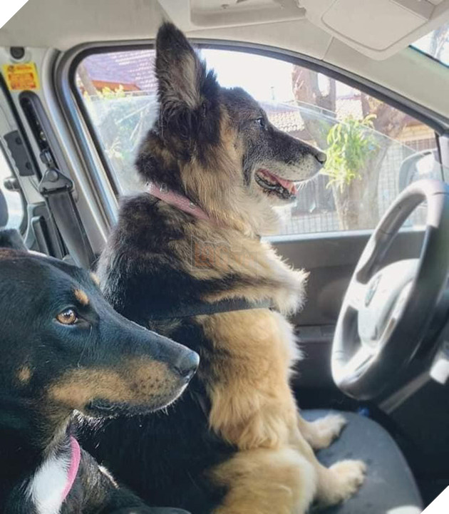 Thấy con chó toàn thân bị nhựa đường phủ kín, những người phụ nữ này đã mang về làm một việc không tưởng, nhìn bức ảnh cuối cùng ai cũng choáng - Ảnh 13.