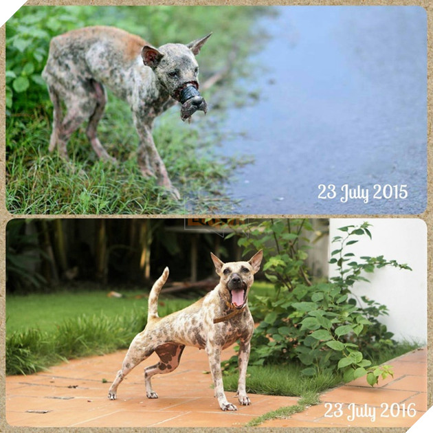 Thấy con chó toàn thân bị nhựa đường nóng chảy phủ kín, những người phụ nữ này đã làm một việc không tưởng, nhìn bức ảnh cuối cùng ai cũng choáng váng muốn bật khóc - Ảnh 15.