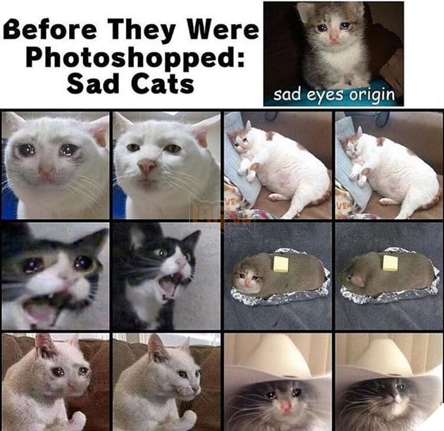 Meme Mèo Khóc là gì, có nguồn gốc từ đâu và các biến thể hài hước từ cộng đồng mạng 5